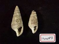 藏品(小筍螺)的圖片